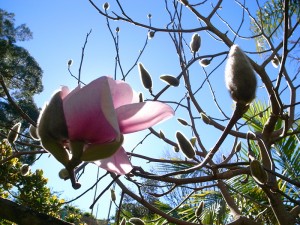 ひとつ開花しました。