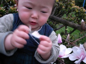 花はマグノリアを試食中