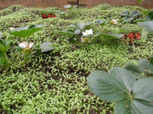 芝生のようにも見える雑草たち