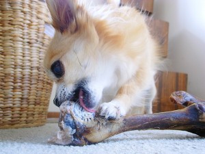 真剣に骨を食べ続けるラテ8才。