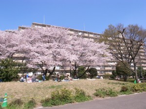 桜が満開の頃日本に到着。
