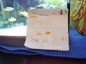 「ありすと」結構良い名前じゃないですか。ちゃんとどの魚がありすとなのかを、特徴を書き留めておきました。